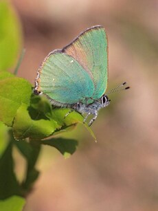 7 Most Beautiful Green Butterflies in the World