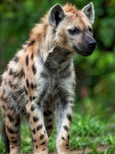 From Asiatic Lion to Striped Hyena: 9 Unique Animals Found in Gir National Park