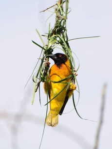 Wild Engineers: 10 Animals That Design Their Own Homes