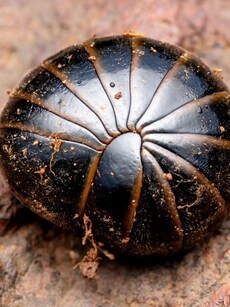 7 Animals That Curl Up Like a Ball