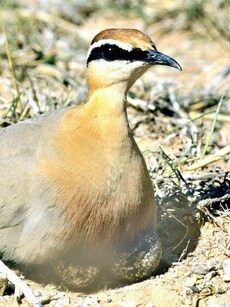 10 Animals That Can Disappear in Sandstorms
