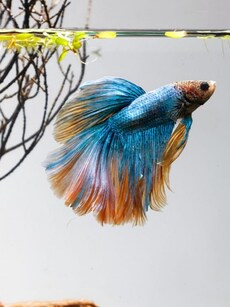 10 Cutest Fish  in the Sea