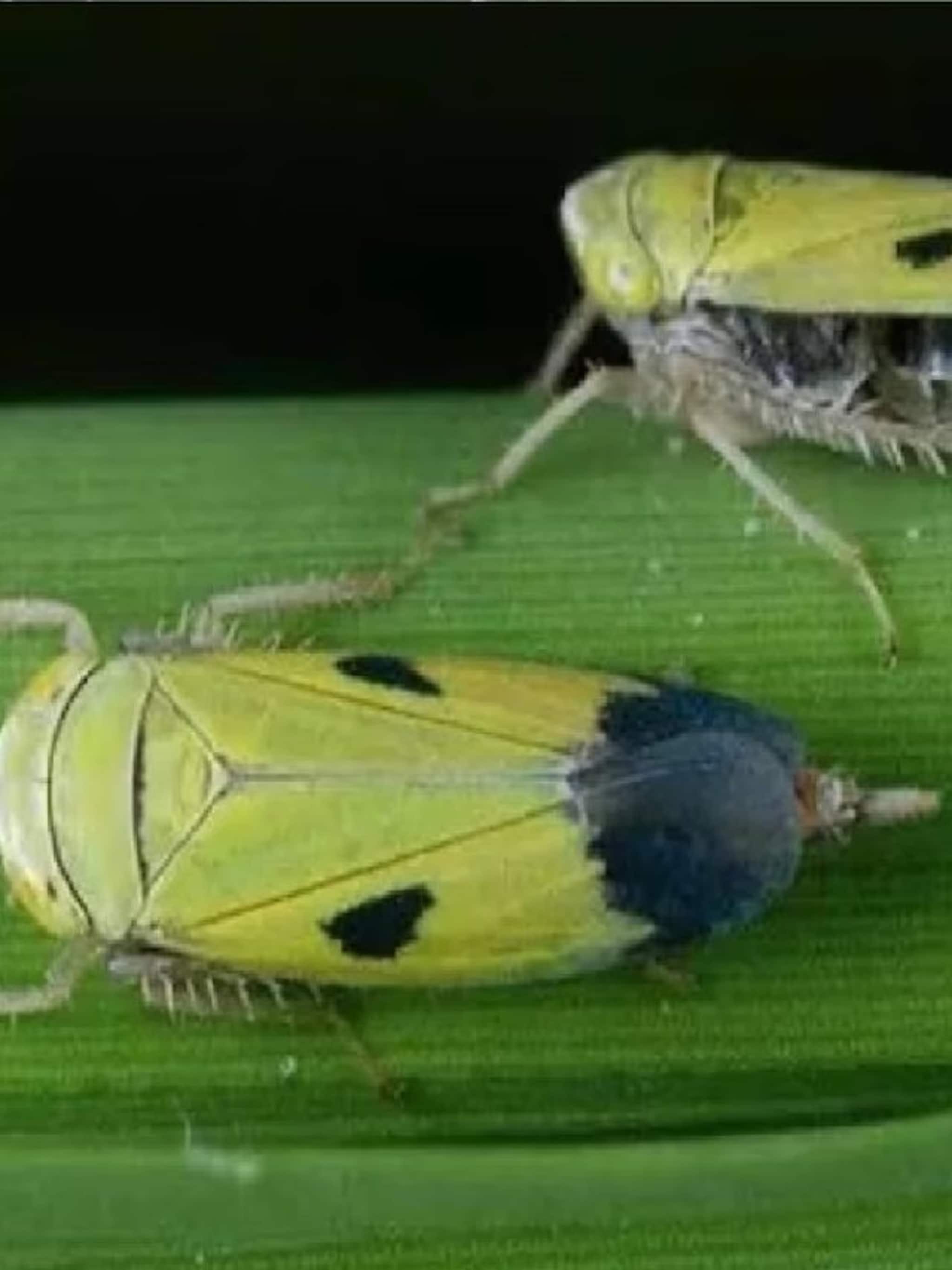 শ্যামাপোকা কী খায় জানলে মাথা ঘুরে যাবে!