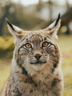 Top 10 Rarest Wild Cats Found in the World