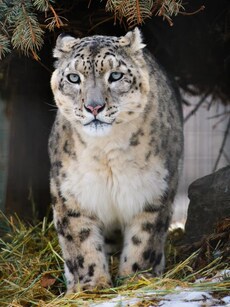 10 Countries with the Largest Snow Leopard Populations