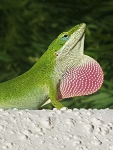 10 Most Intelligent Reptile Species on Earth