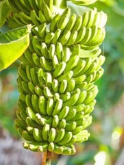 কাঁচকলায় কমবে ব্লাড সুগার, হাই ব্লাড প্রেশার!