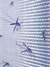 पृथ्वीवरील असं एक ठिकाण जिथे एकही डास नाही