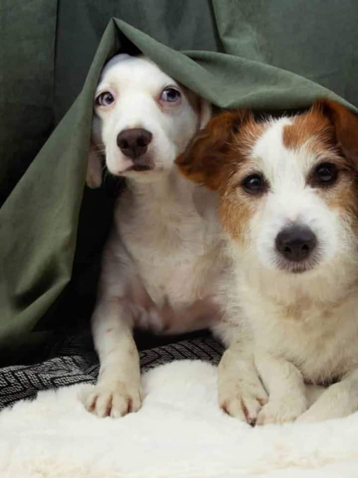 Diwali 2025: 10 tips to keep your pets safe and sound during the festival