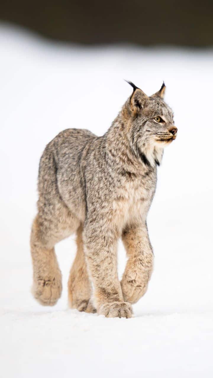 Meet Canadian Lynx That Hunts in Total Silence