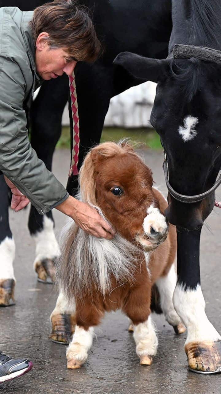 Meet Pumuckel: The world's shortest horse at just 21.1 inches tall