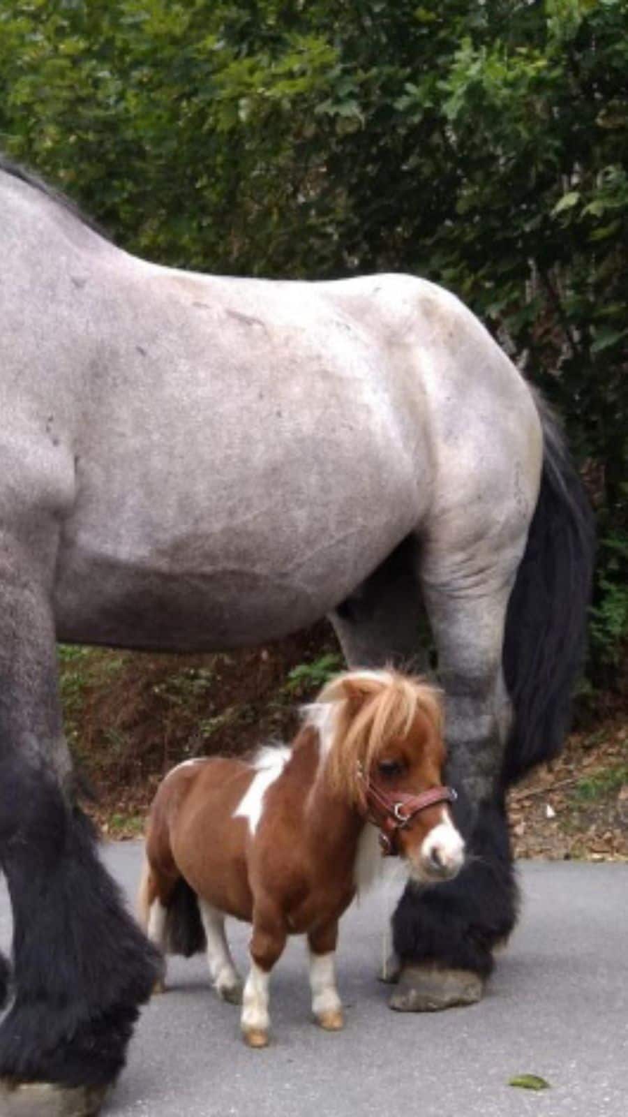 Meet Pumuckel: The world's shortest horse at just 21.1 inches tall