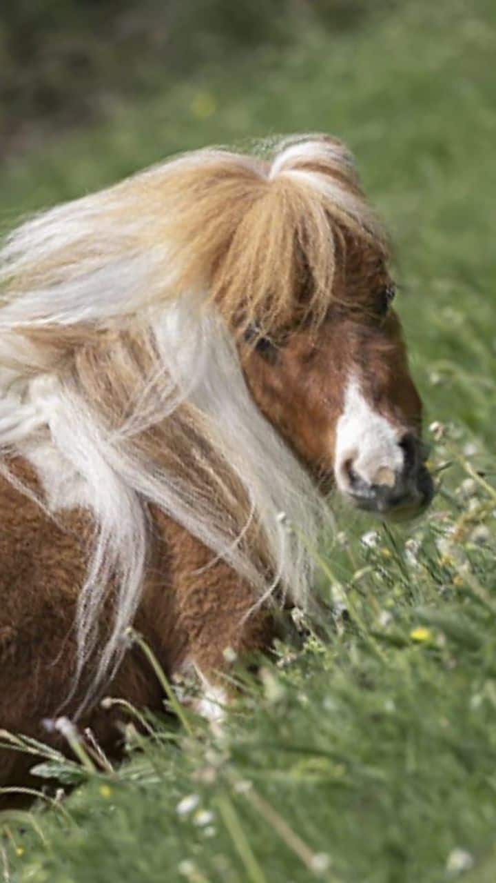 Meet Pumuckel: The world's shortest horse at just 21.1 inches tall