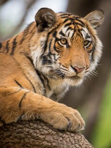 10 Must Visit Wildlife Parks in Rajasthan