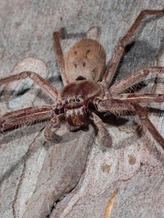 Meet Huntsman Spider: The giant spider that runs
