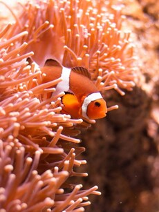 The 10 Countries With the Largest Coral Reef Areas