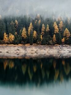 The 10 Countries With the Largest Forests in 2025