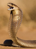 Predators of the Predator: 9 Deadly Animals That Hunt Cobras