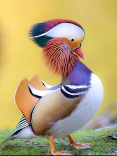 10 Most Beautiful and Amazing Duck Species