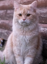 10 Cruelest Animals in the World