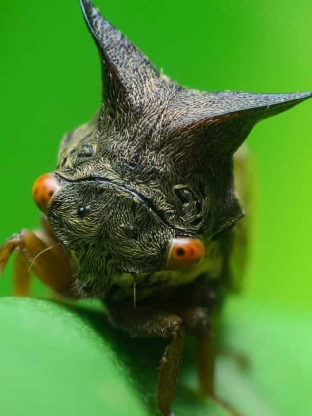 Wild Treehopper: The Tiny Insect That Outsmarts Predators
