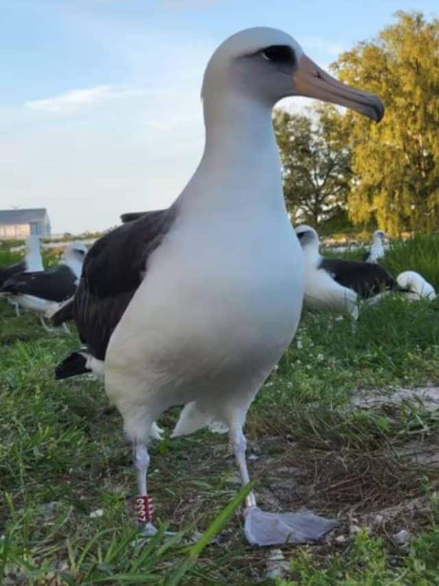 Wisdom the Albatross: The World’s Oldest Living Bird