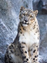 Top 10 Most Shy Animals in the World