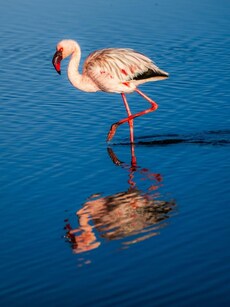 Best Wildlife Parks in Delhi NCR to Spot Winter Migratory Birds