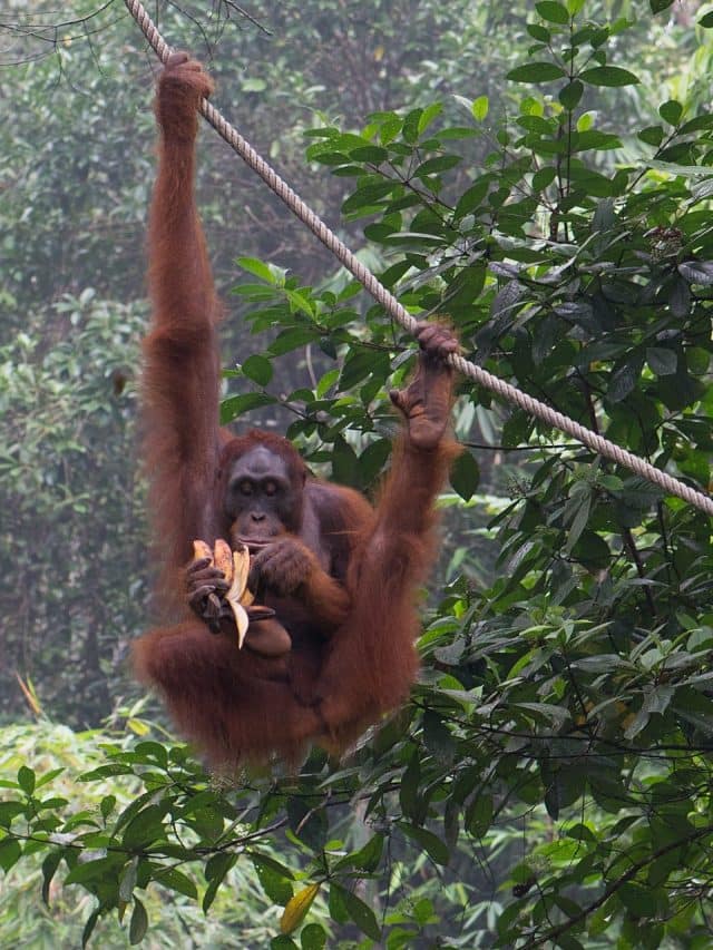 10 Critically Endangered Species Facing Extinction