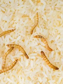 মাত্র ২ টাকায় উধাও চালের পোকা!