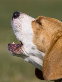 रात्रीच्या वेळी कुत्रा मागे लागला तर काय करायचं?