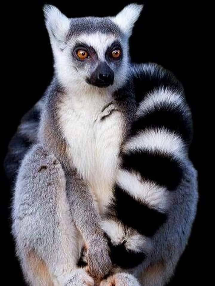 Nature’s Tail Tales: 9 animals with the longest tails on Earth Nature’s Tail Tales: 9 animals with the longest tails on Earth