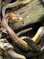 শীতকালে গুটিসুটি মেরে আপনার বাড়িতে ঢুকে নেই তো সাপ