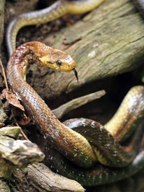 শীতকালে গুটিসুটি মেরে আপনার বাড়িতে ঢুকে নেই তো সাপ