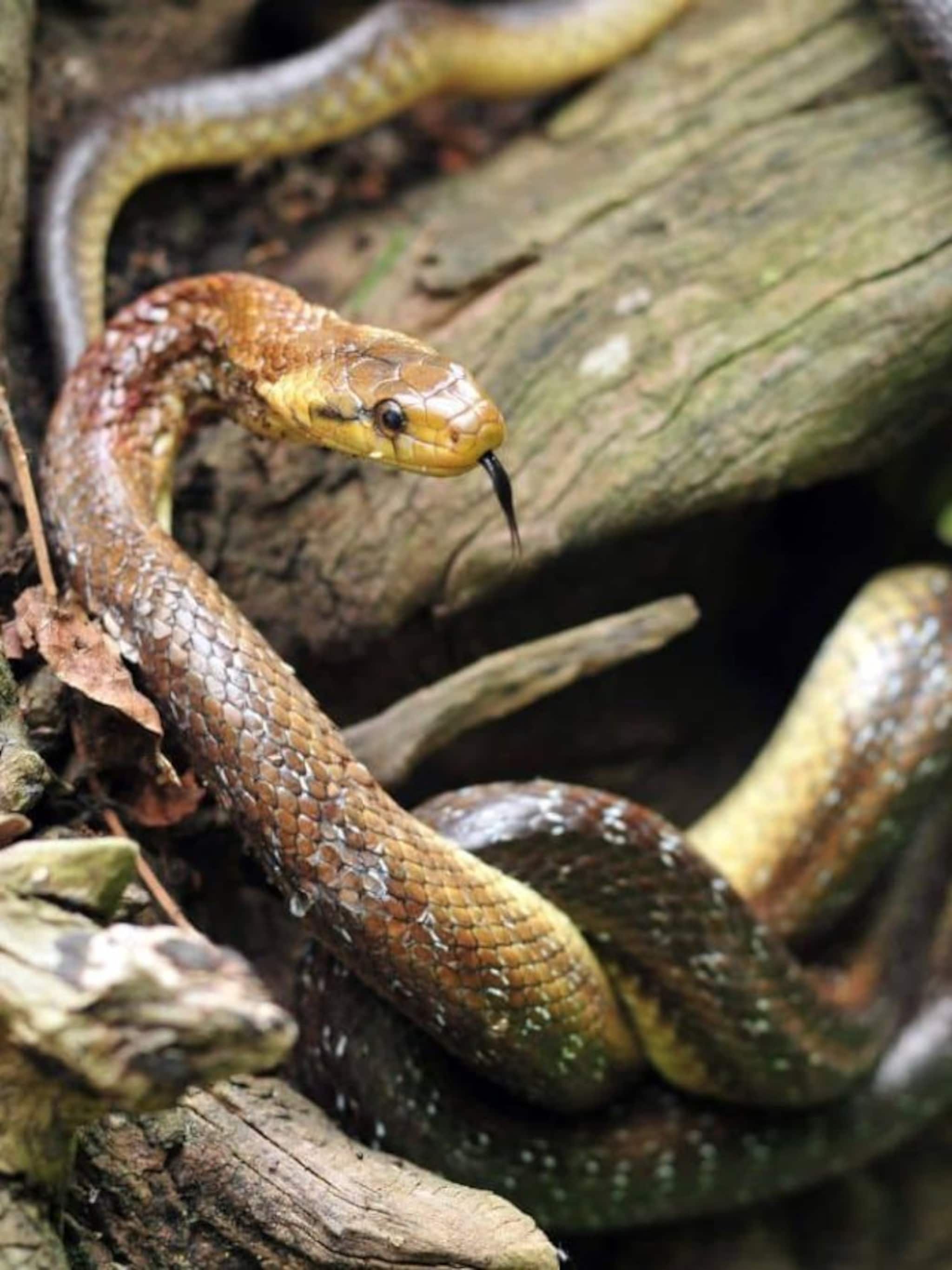 শীতকালে গুটিসুটি মেরে আপনার বাড়িতে ঢুকে নেই তো সাপ