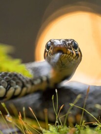 सापाचं विष खरंच हिरवं असतं का? उत्तर ऐकून थक्क व्हाल