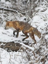 10 Bizarre Ways Animals Survive Winter