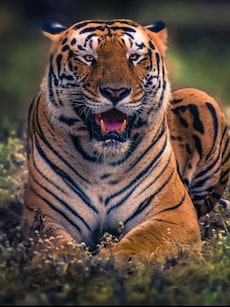 From Tigers to Tuskers: Bandipur&rsquo;s Top 10 Animals to Watch