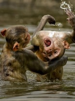 10 Incredible Animal Moments of 2025 You Have to See