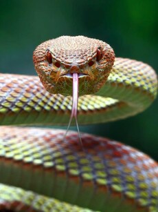 8 Indian States with the Highest Venomous Snake Count