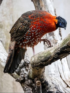 10 Amazing Bird Species You Can See in Northeast India