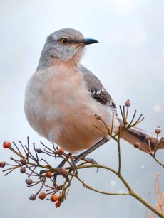 Songs of Beauty: The World&rsquo;s 10 Most Beautiful Singing Birds