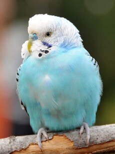 From Parrots to Mynas: The World&rsquo;s Top 10 Talking Birds