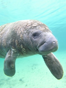 10 Rare Animals You Can Spot in the Amazon Rainforest