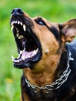 Top 10 Meanest Dog Breeds in the World