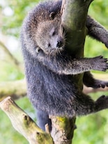 Meet Bearcat whose Life Depends on One type of Fruit