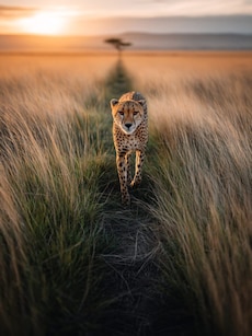 Top 10 Countries with the Highest Number of Cheetahs