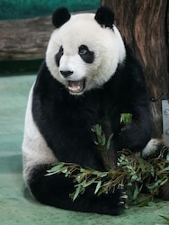 10 animals believed to never bite humans