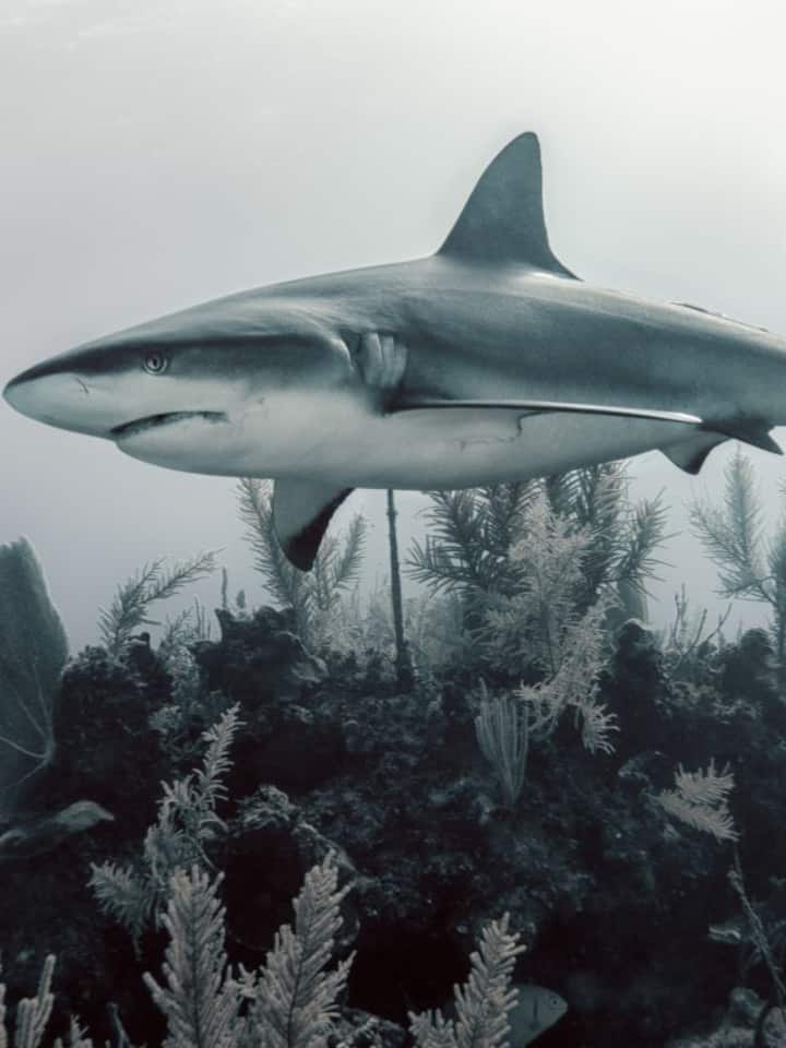 9 animals that live longer than humans by centuries 9 animals that live longer than humans by centuries