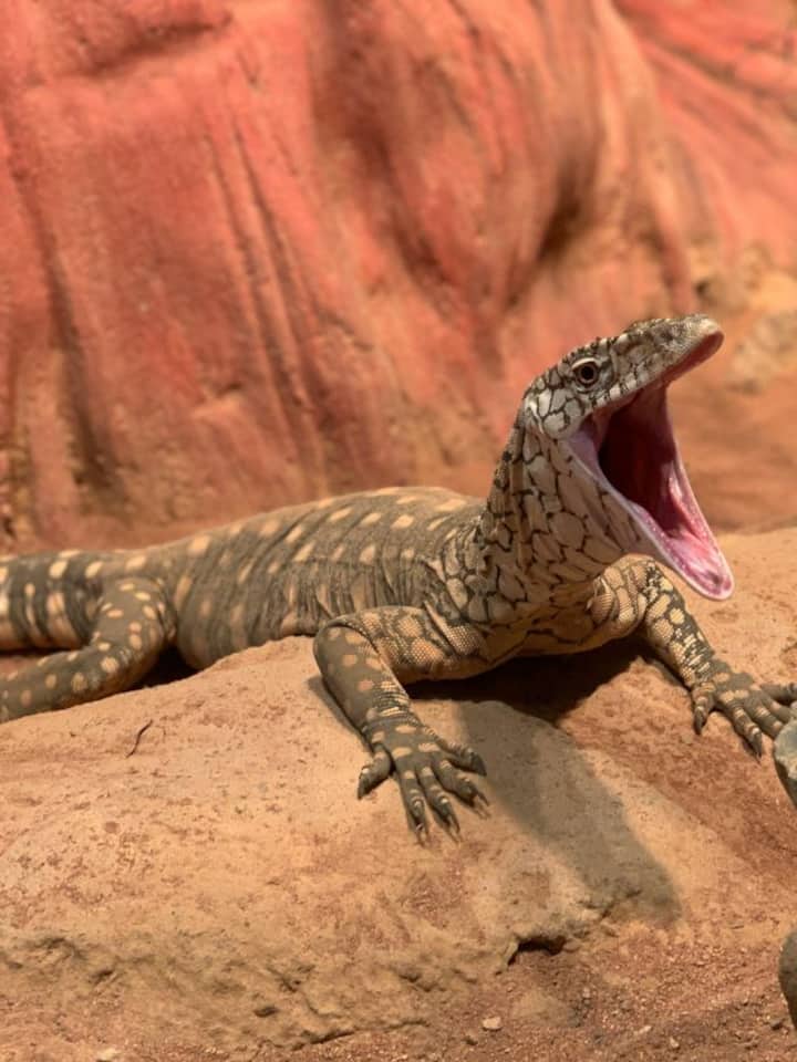 Meet 8 reptiles built for extreme desert survival Meet 8 reptiles built for extreme desert survival